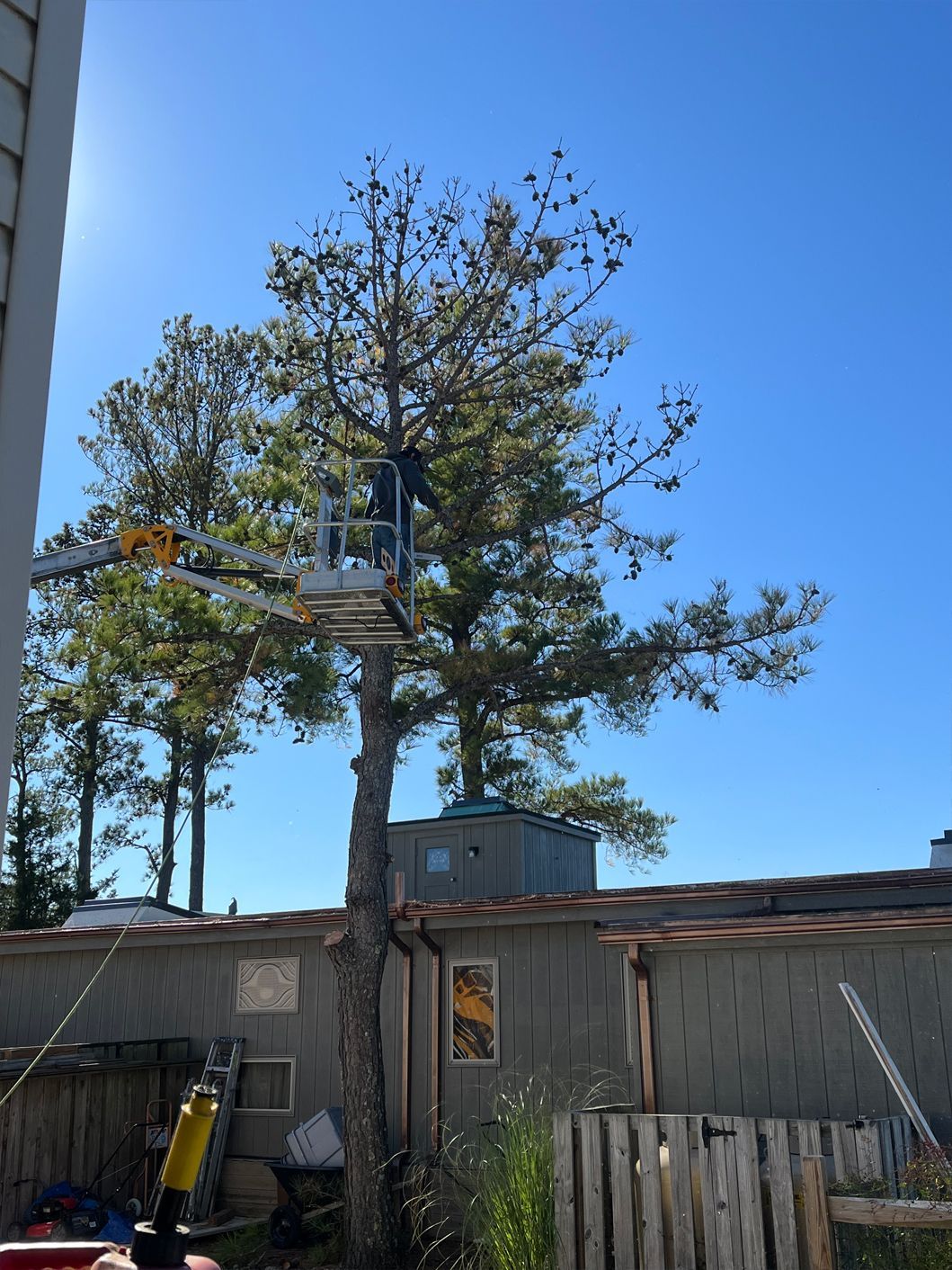 A man is cutting a tree with a crane.