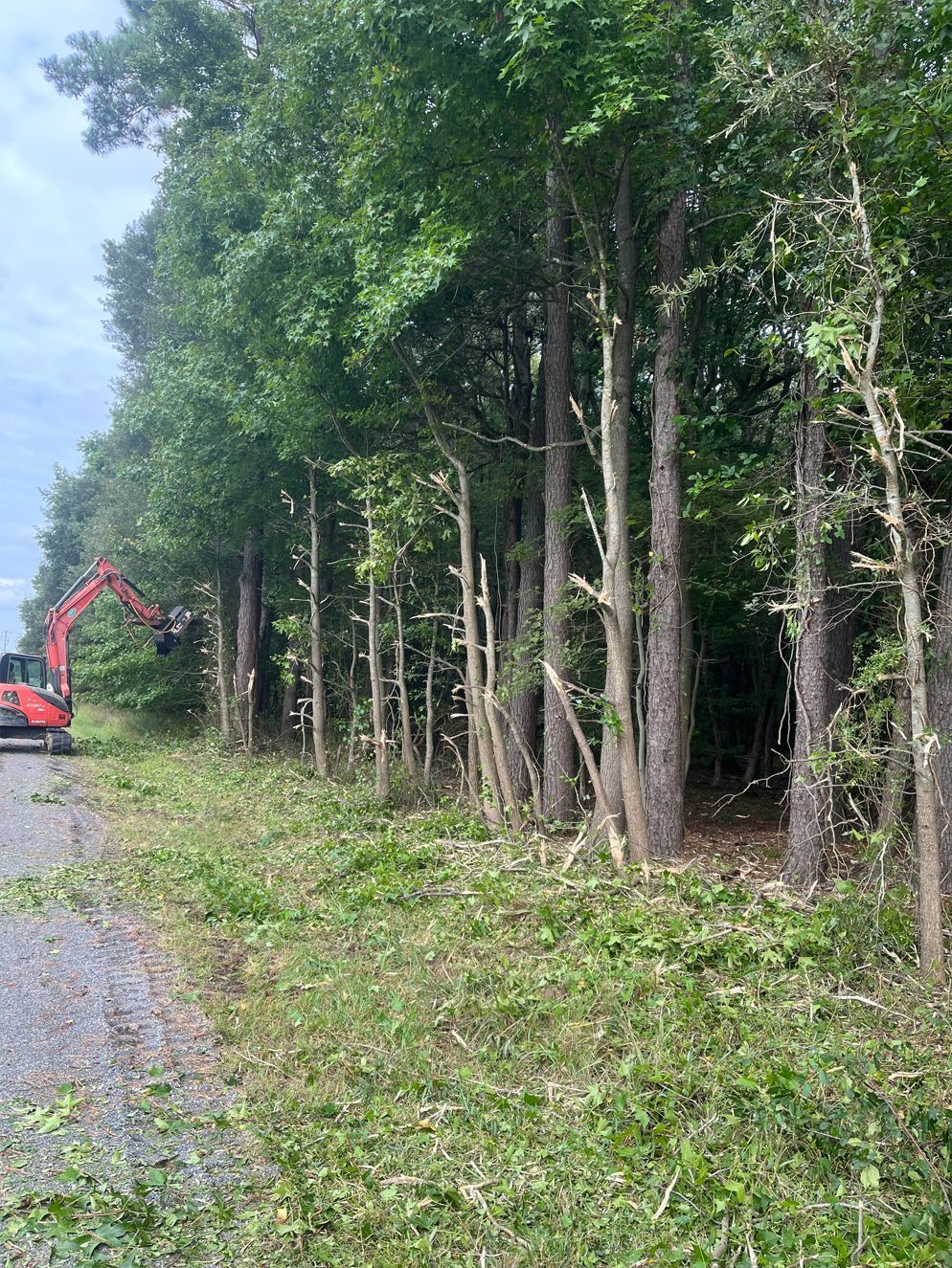 A red excavator is cutting down trees in a forest.