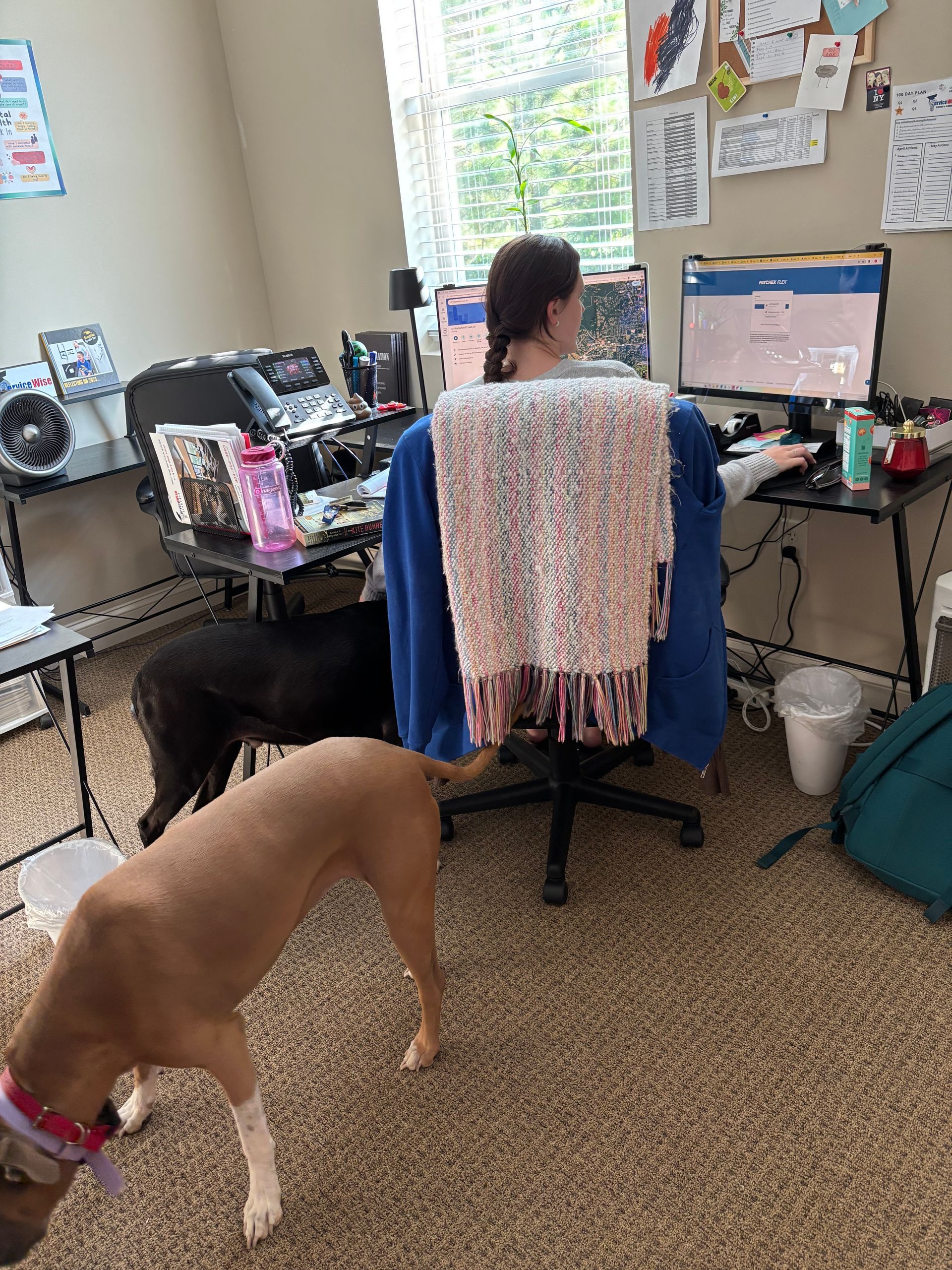 Woman at a computer desk, scarf draped over chair, two dogs in room.