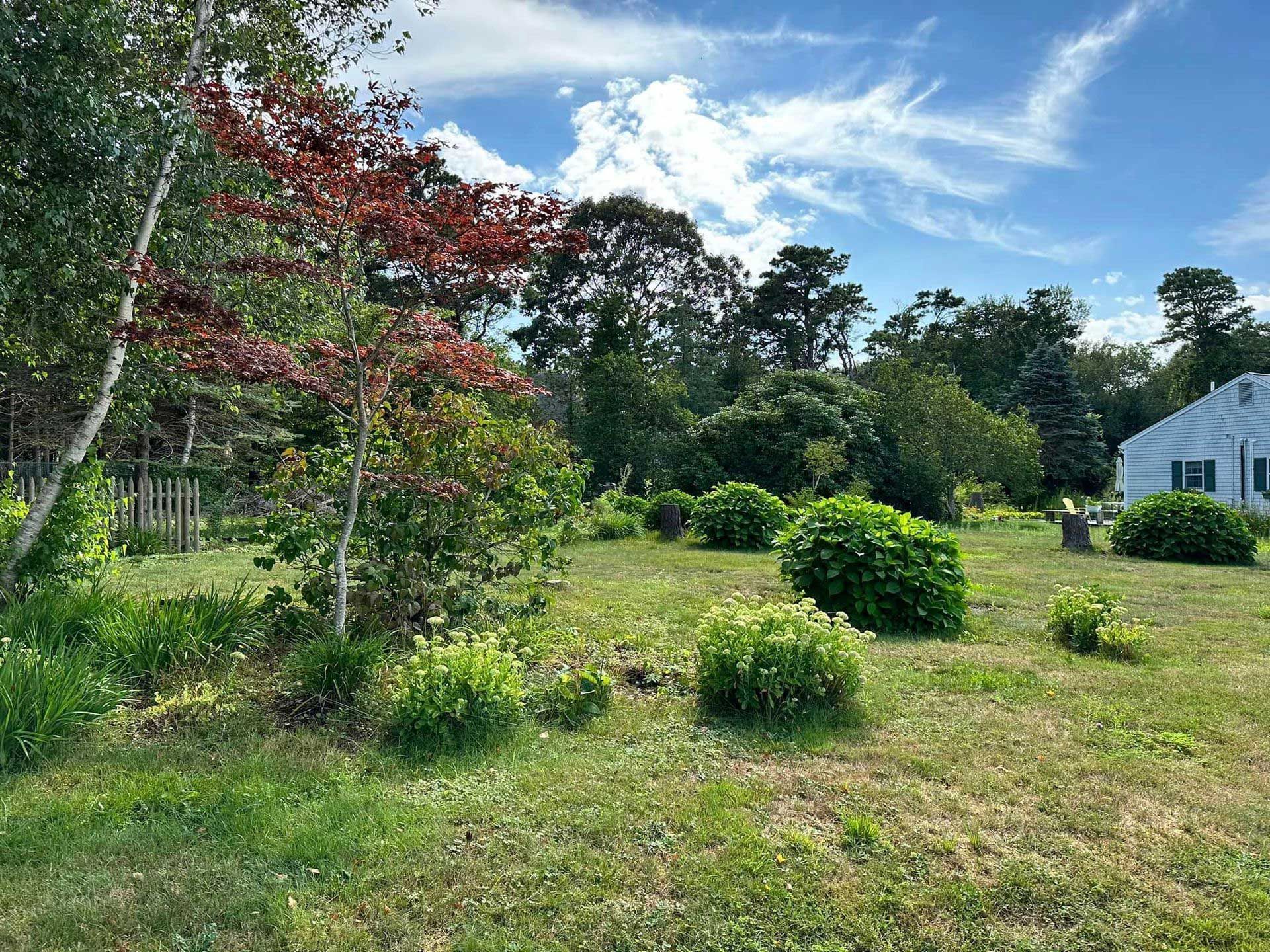 Sunny garden with trees, shrubs, and a white house under a blue sky