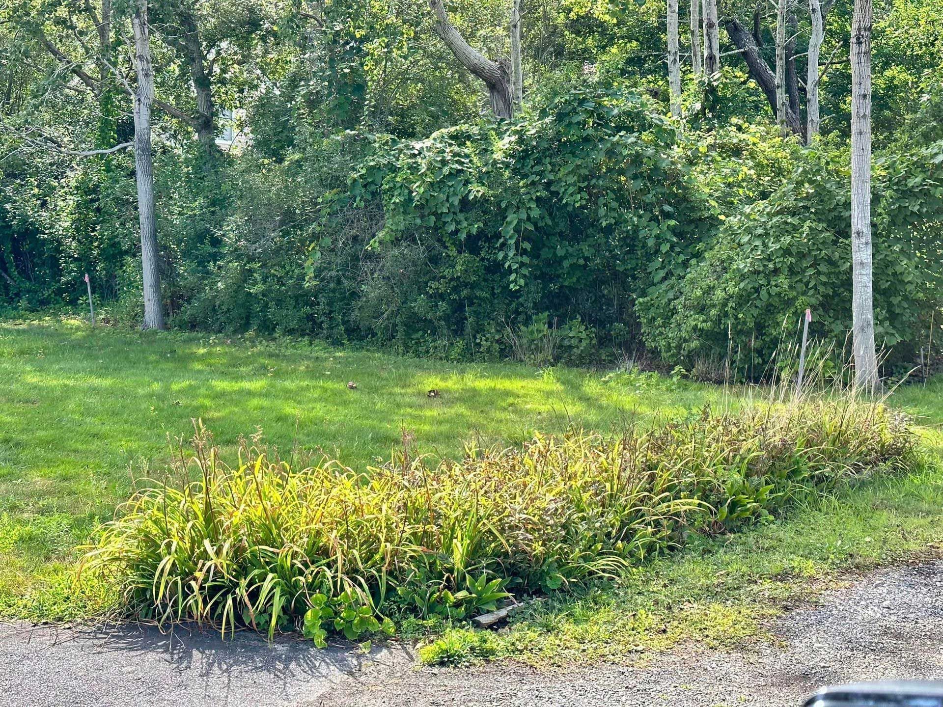 Grassy garden bed with yellow-green plants beside a gravel path, backed by trees and dense shrubs