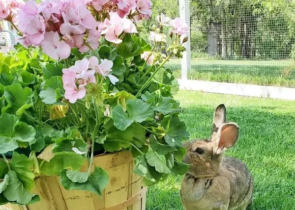 Brown rabbit beside a basket of pink flowers in a sunny garden