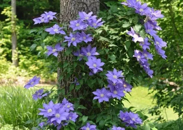 Purple clematis flowers blooming on a vine in a garden