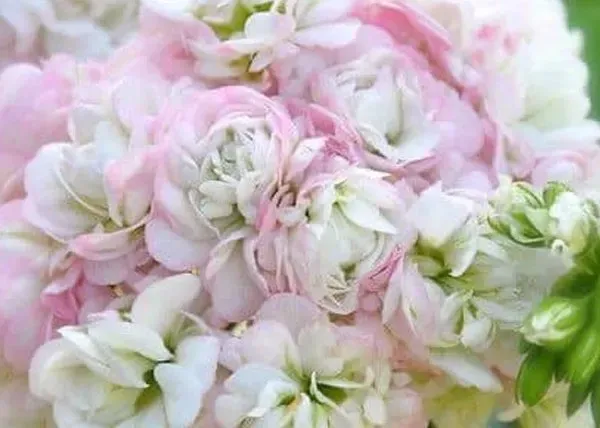 Close-up of soft pink and white flowers with green leaves