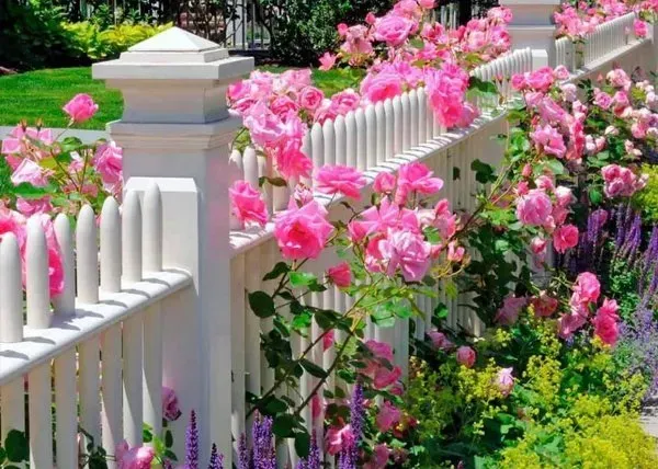White picket fence lined with blooming pink flowers and greenery in a garden