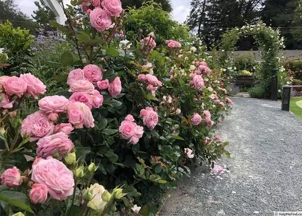 Pink roses blooming along a gravel garden path with trees and shrubs in the background