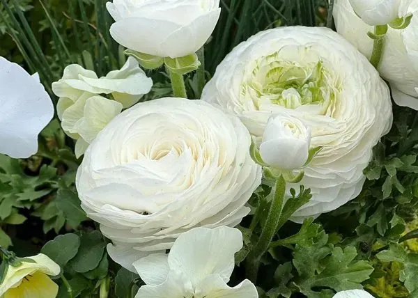 White ranunculus flowers blooming in a green garden bed