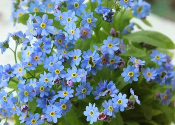 Cluster of small blue forget-me-not flowers with yellow centers and green leaves