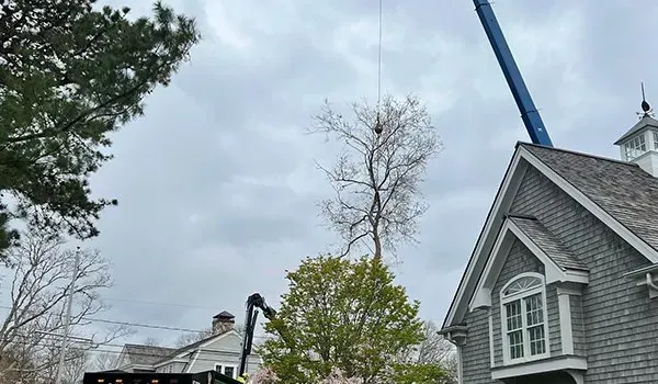 Tree trimming equipment beside a gray house under an overcast sky