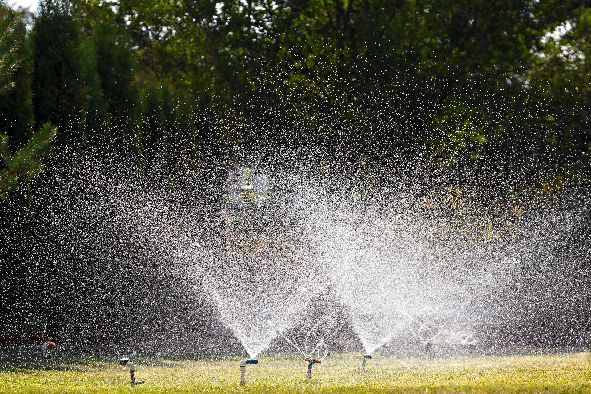 Sprinklers spraying water across a sunny green lawn with trees in the background