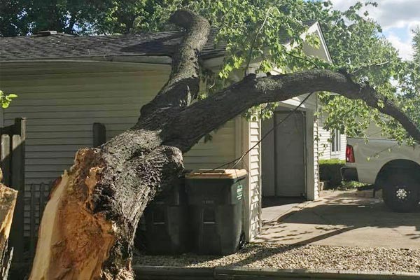 Emergency Tree Removal