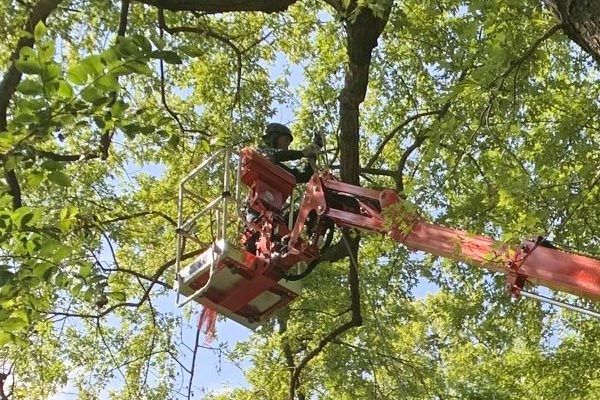 Tree Trimming Solutions