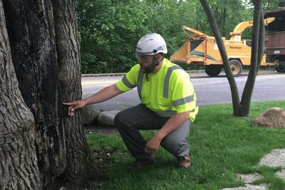 Tree Service Arlington Heights Il Absolute Tree Solutions