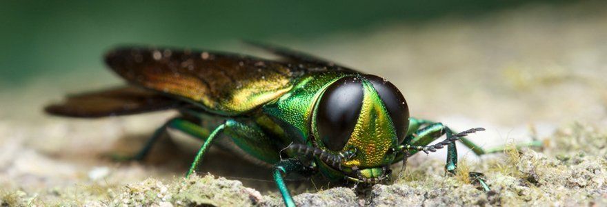 Emerald ash borer