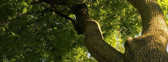 Ash trees