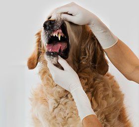 Checking dog's teeth