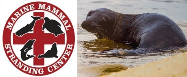 Marine Mammal Stranding Center