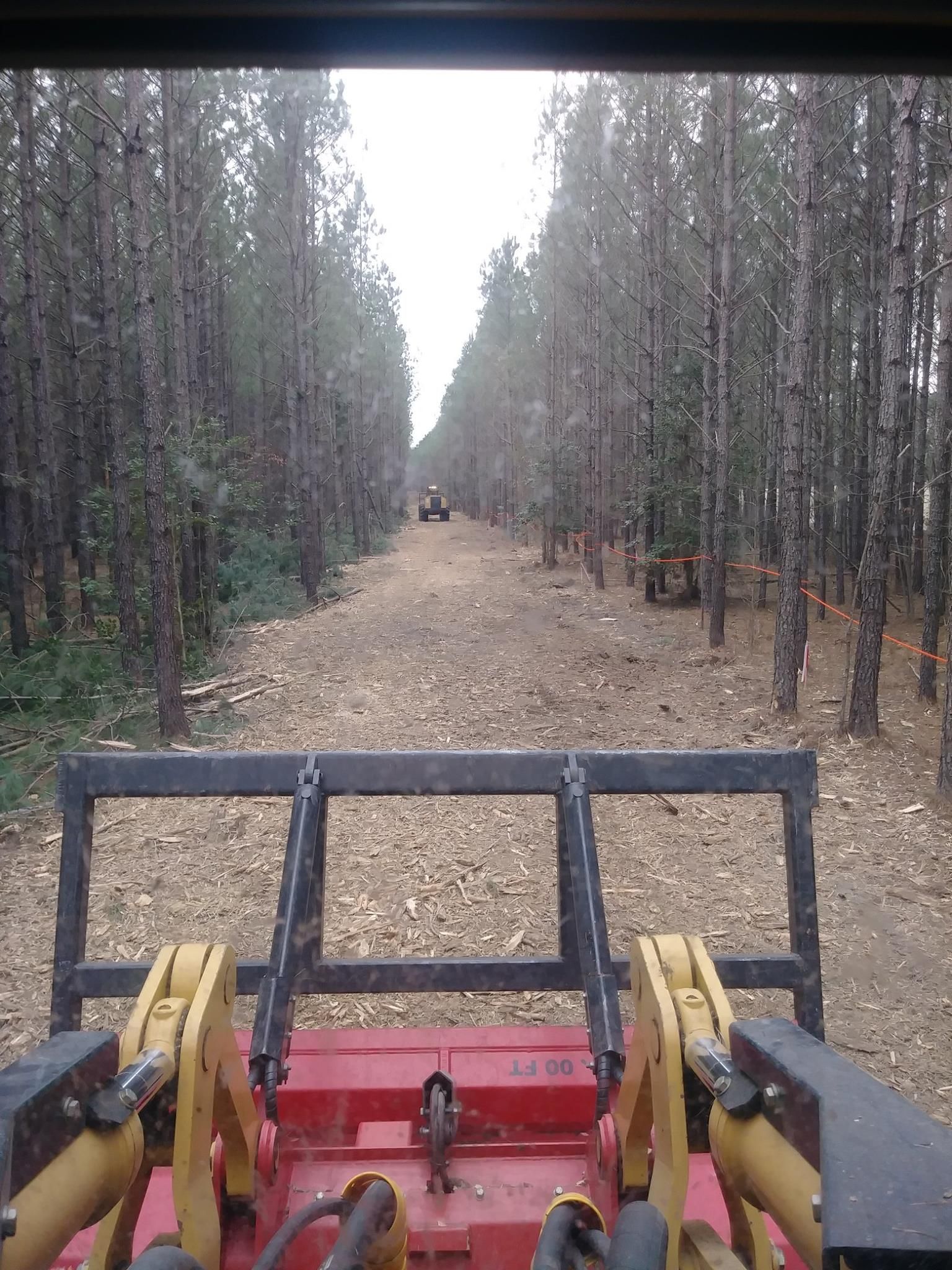 View from inside a machine, down a path between rows of trees; possibly logging.