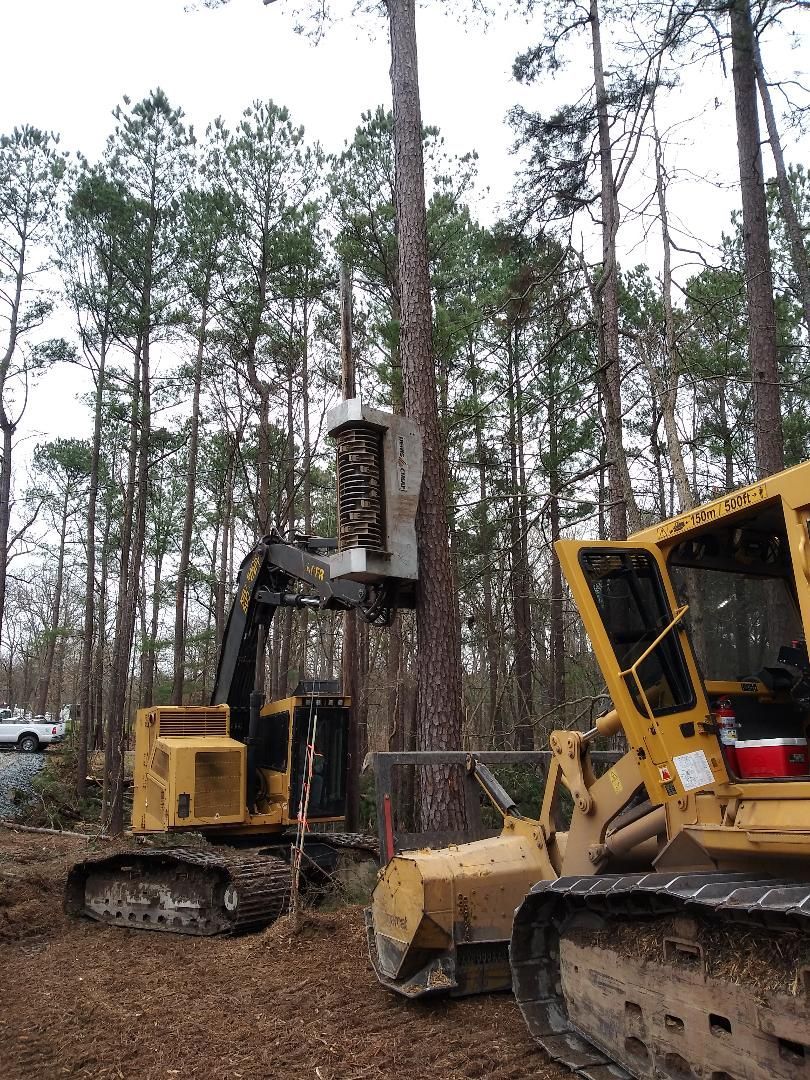 A yellow tree shear machine cutting a tall pine tree in a forest, with a bulldozer nearby.
