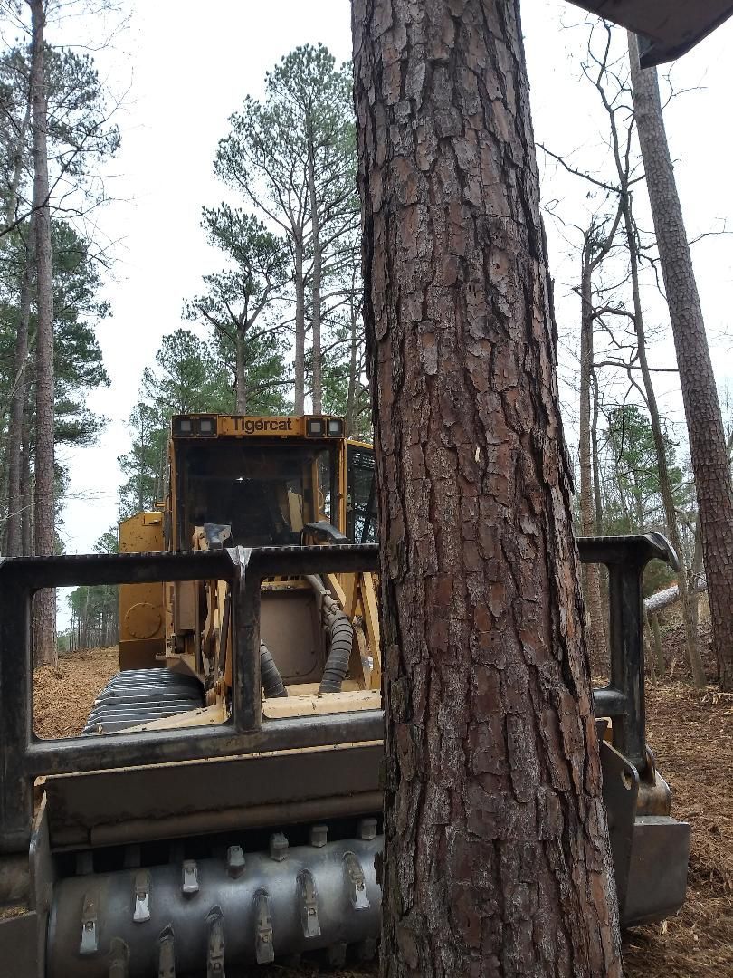 A yellow forestry mulcher clearing a forest, tree in the foreground.