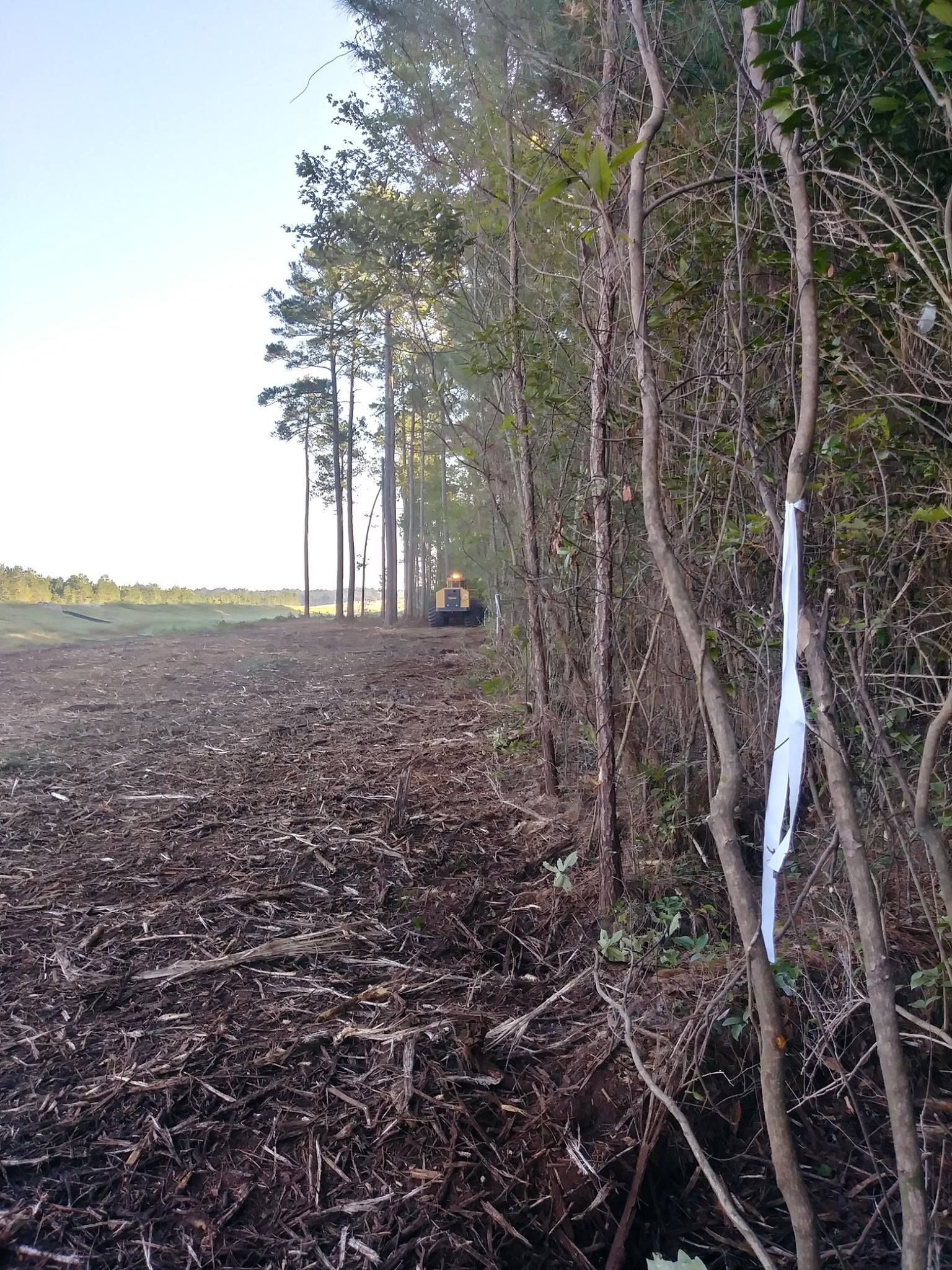 A cleared forest edge with a tractor in the distance and a row of trees on the right.