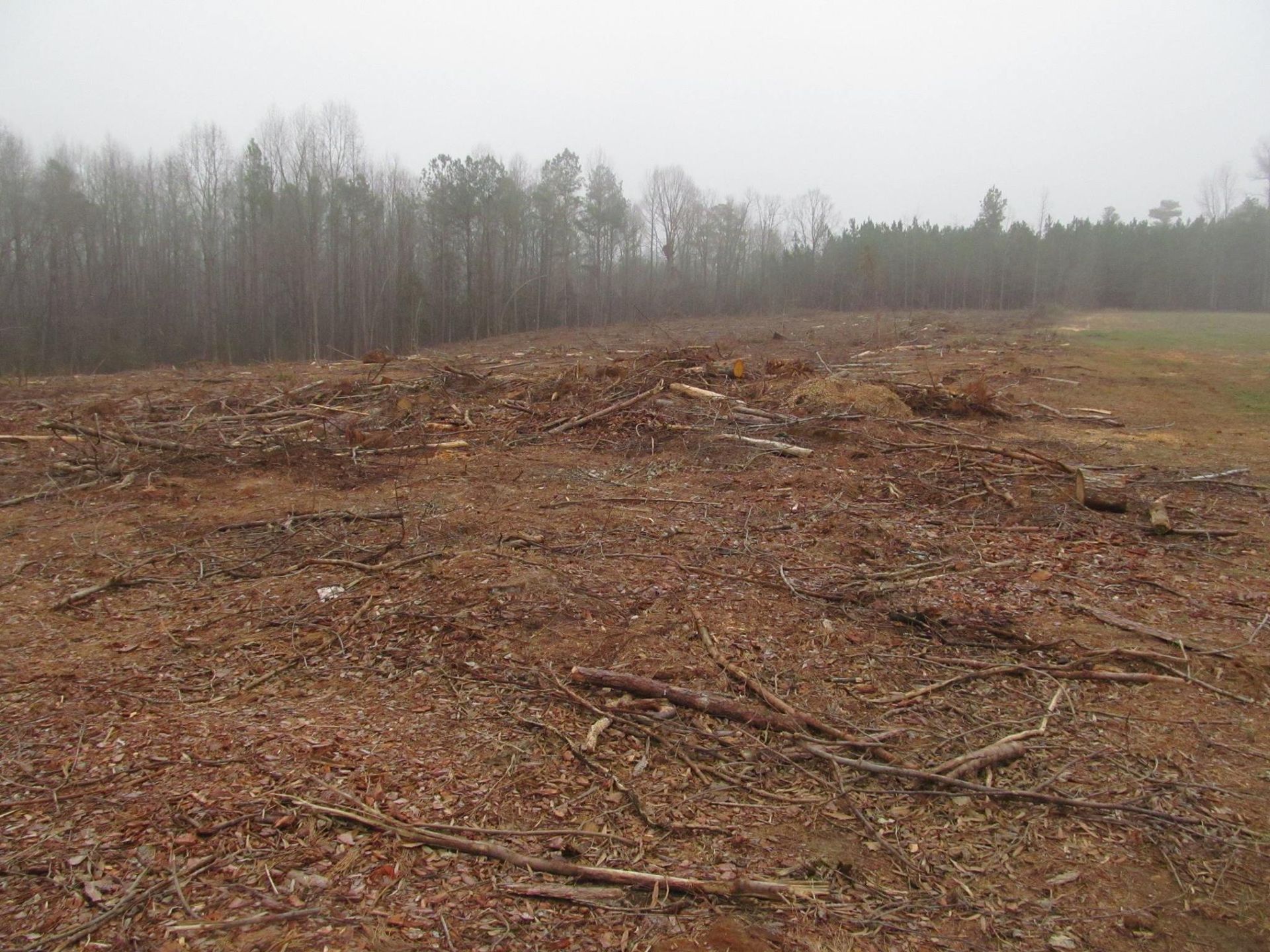 Clearcut field with wood debris; line of trees in background under a foggy sky.