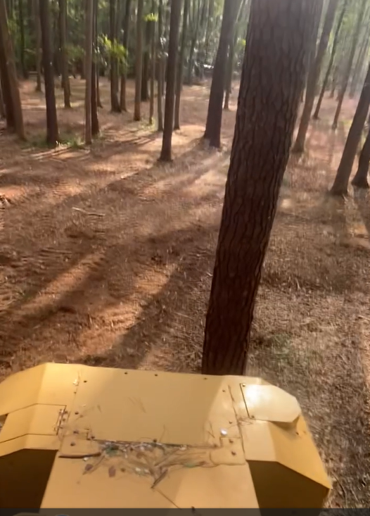 View from a yellow vehicle in a forest; sunlight streams through trees, illuminating the ground.