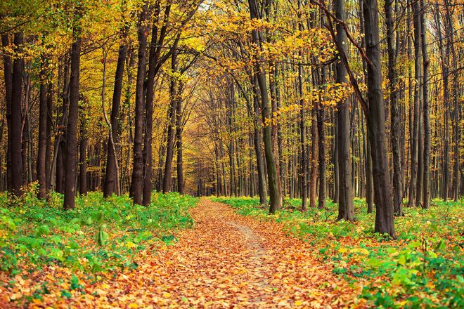 A path through an autumn forest, covered in fallen orange leaves, with trees and green foliage.