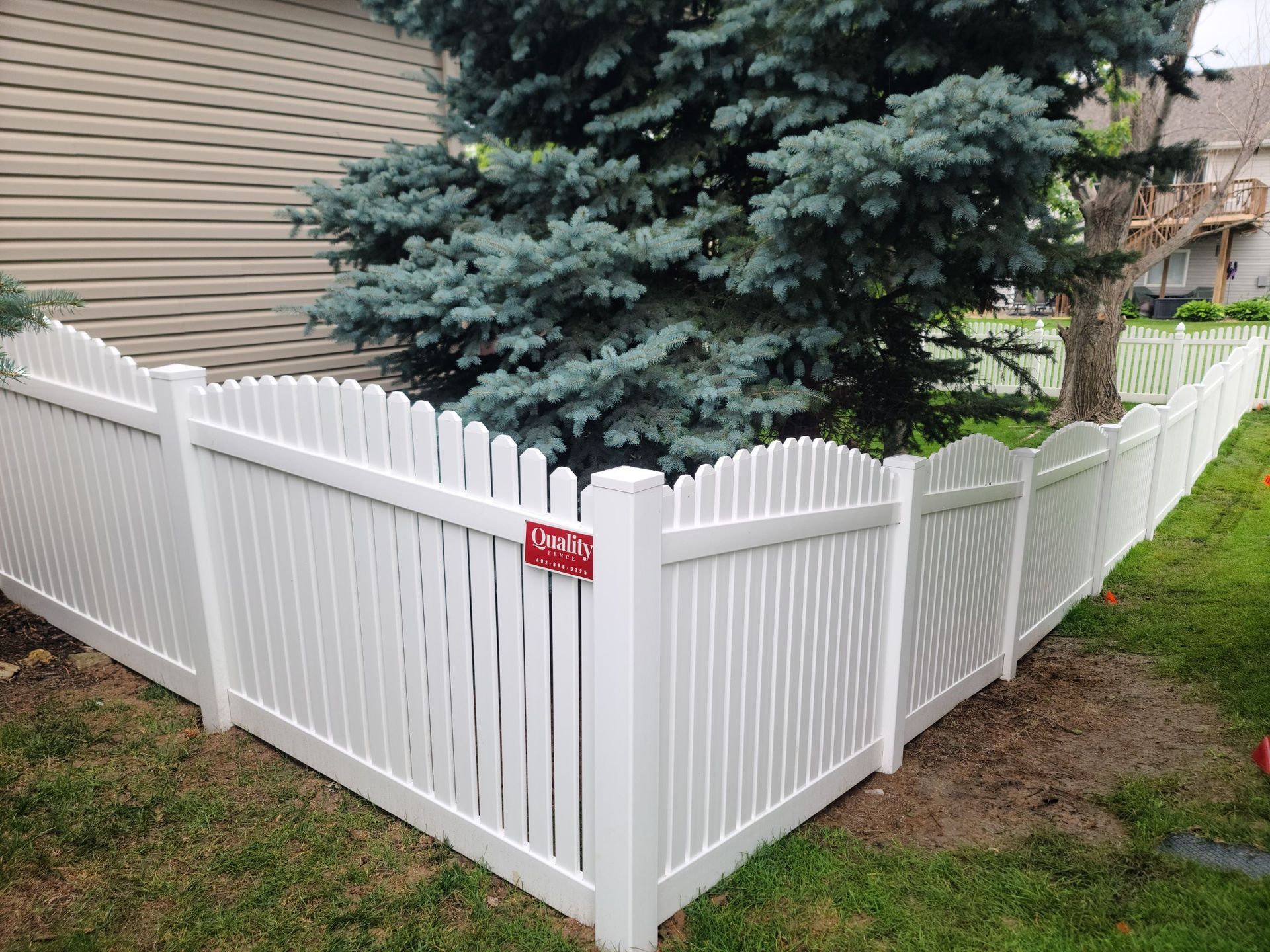 White picket fence surrounding a grassy yard near a house and a large blue tree.