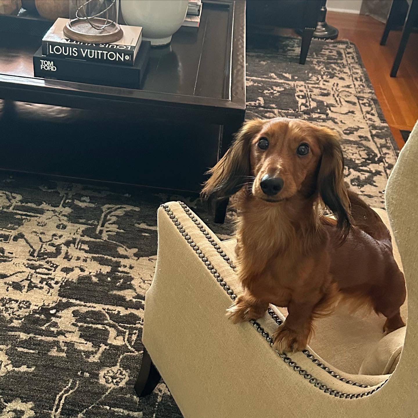A dachshund is sitting in a chair in a living room