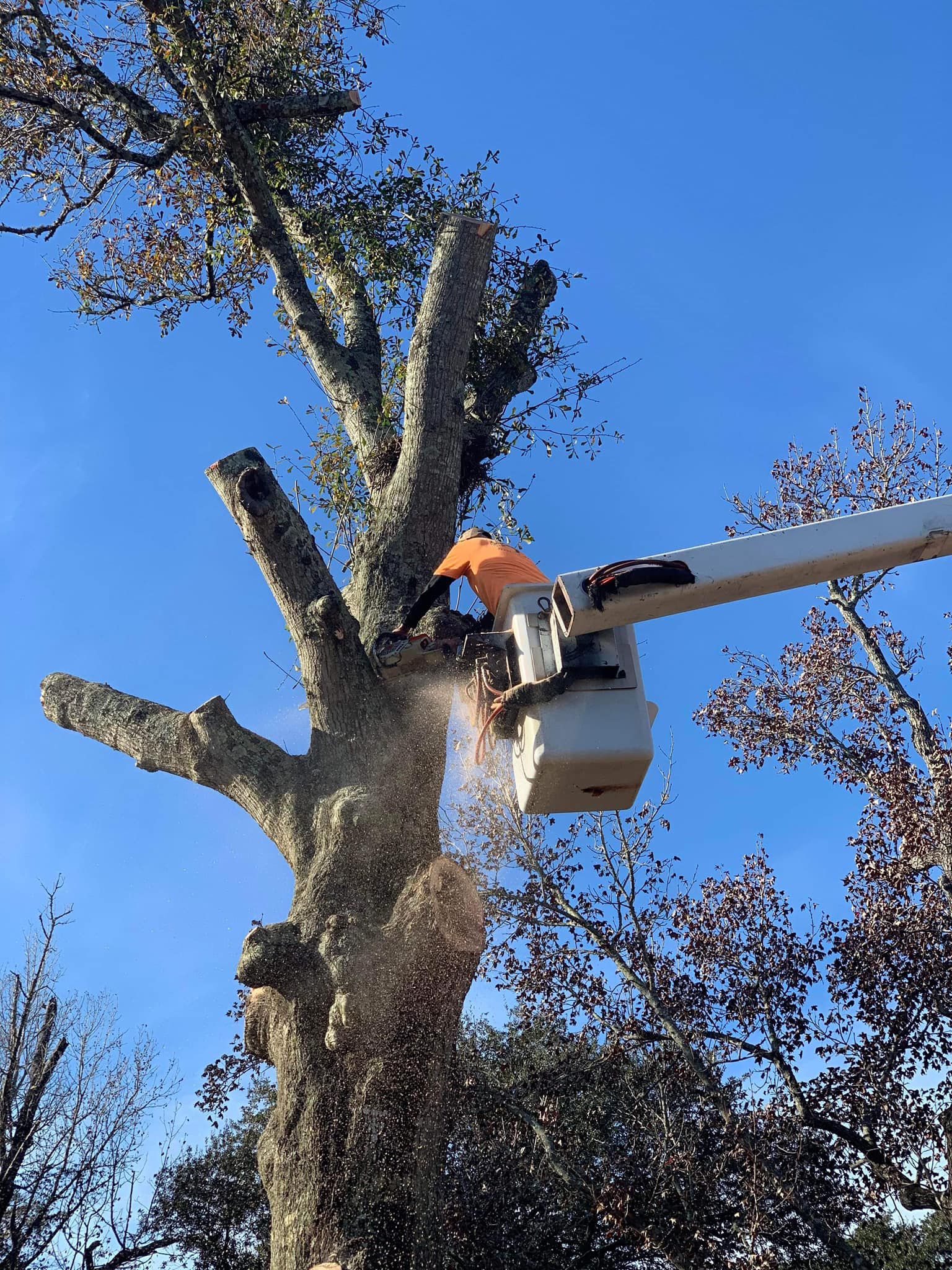 Tree removal