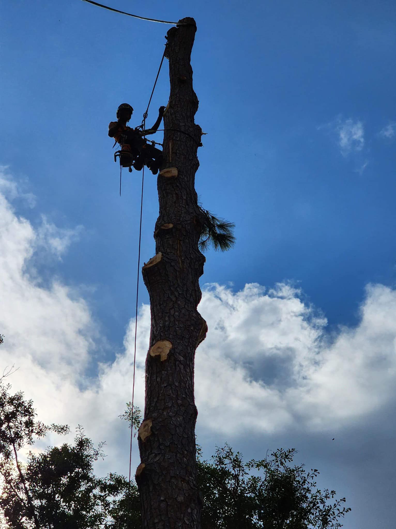 Tree service