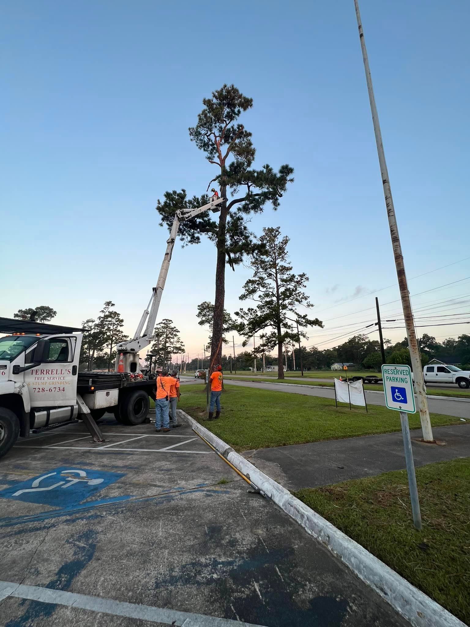 Tree service