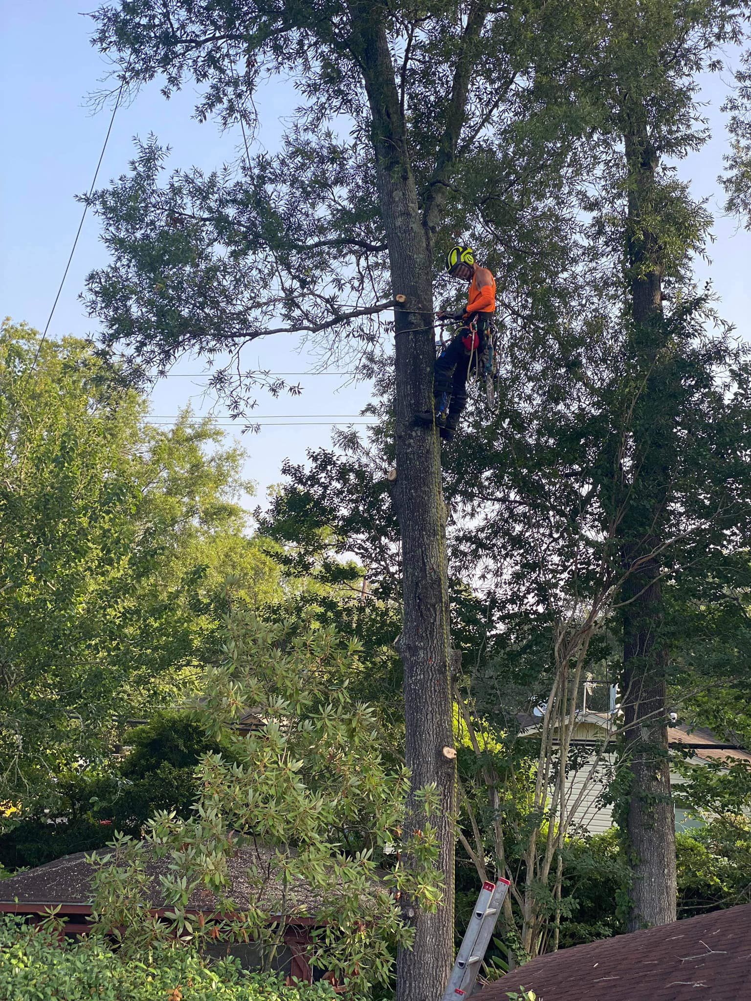 Tree service