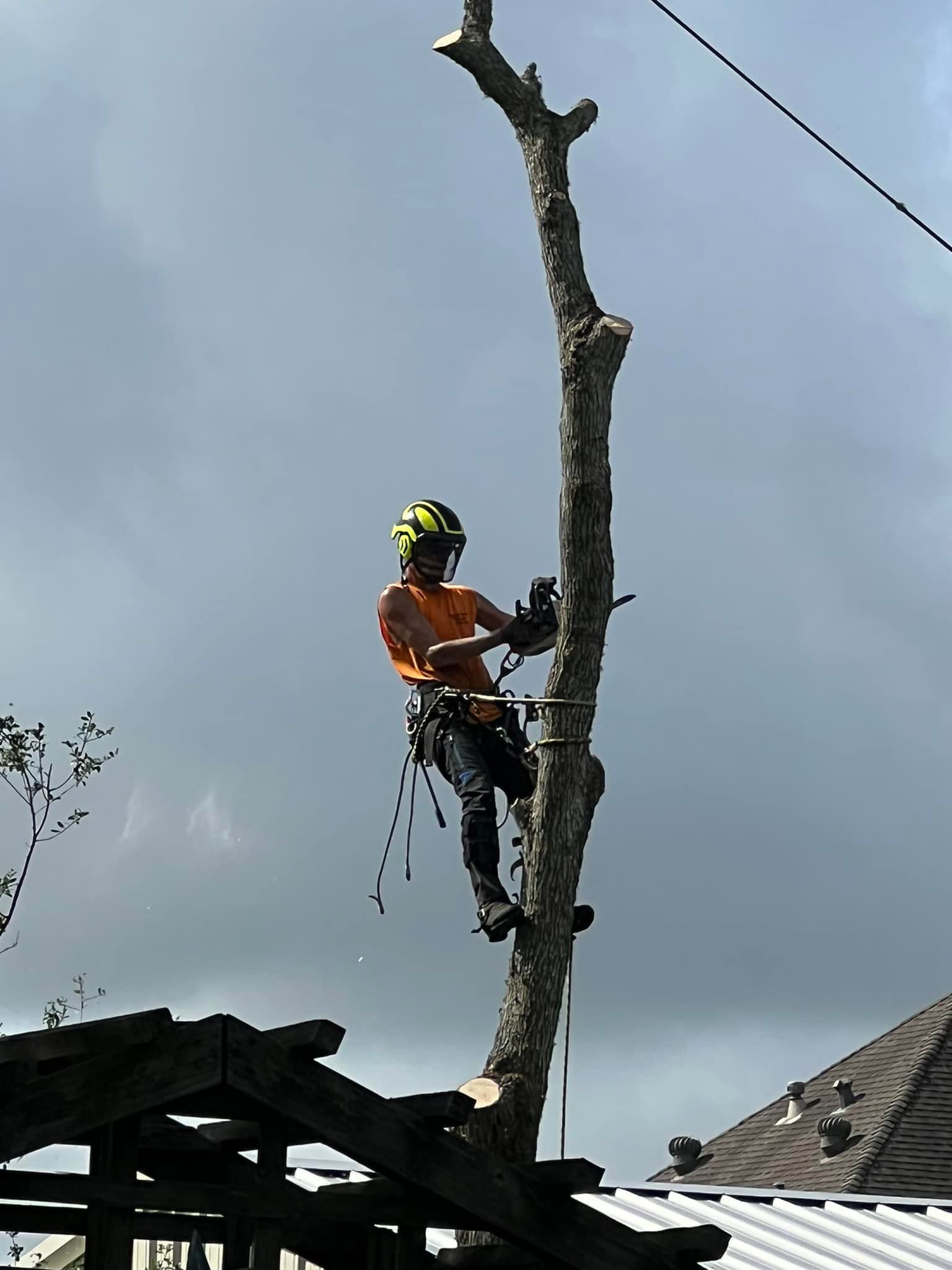 Tree service