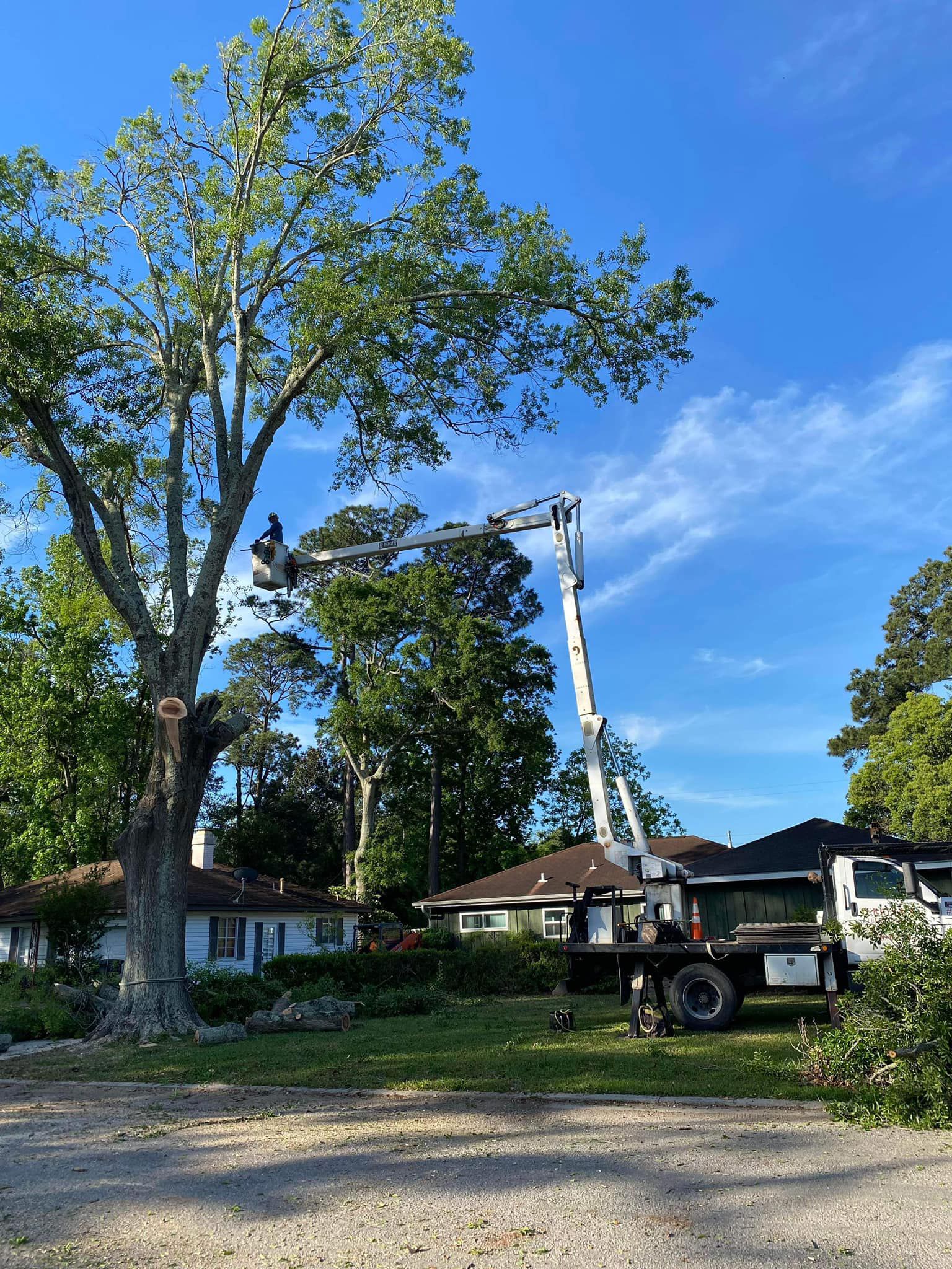 Tree service