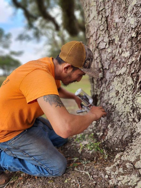 Healthy trees