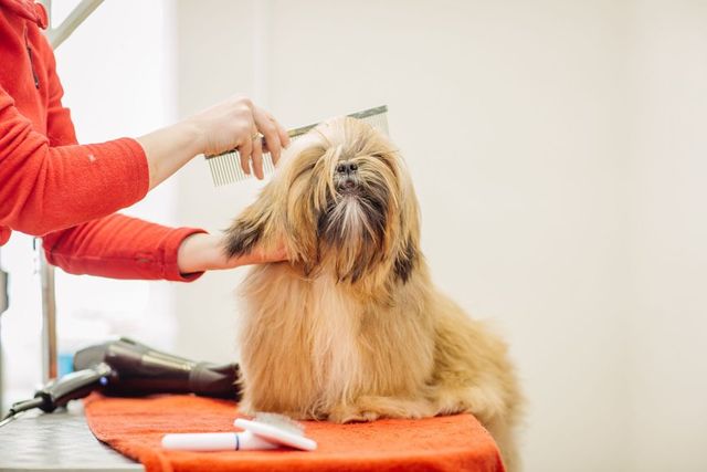 just dogs grooming parlour