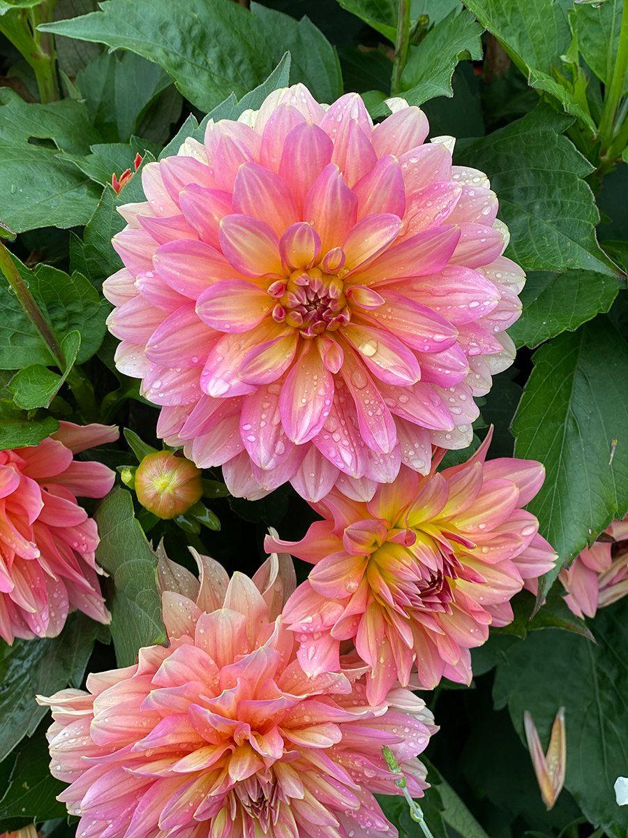 A close up of a bunch of pink flowers surrounded by green leaves.