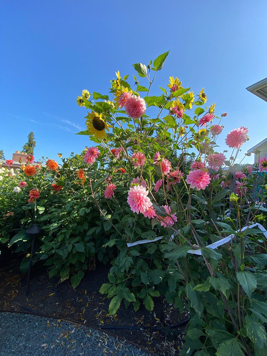 A bush with pink flowers and a sunflower in the background
