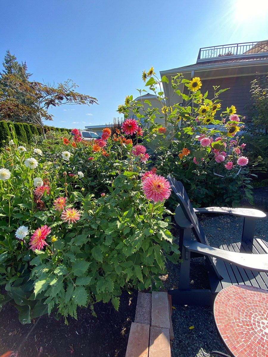 A garden with lots of flowers and chairs in front of a house.