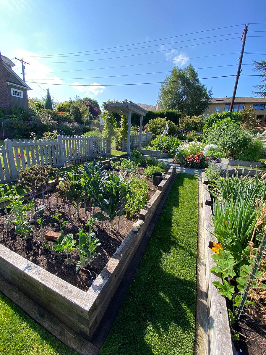 A garden with lots of plants and a fence in the background.