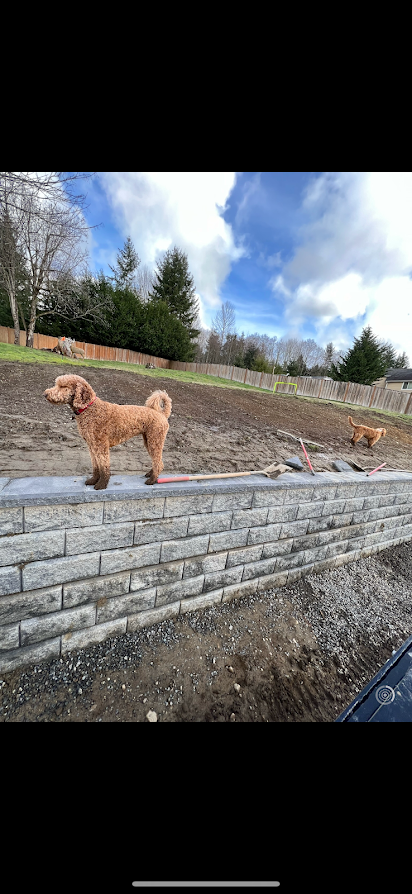 Two dogs are standing next to each other on a brick wall.