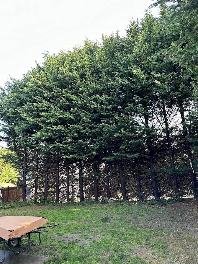 A row of trees in a backyard with a table and a wheelbarrow in the foreground.