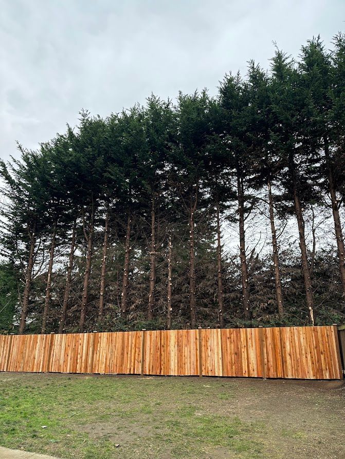 A wooden fence is surrounded by a row of pine trees.