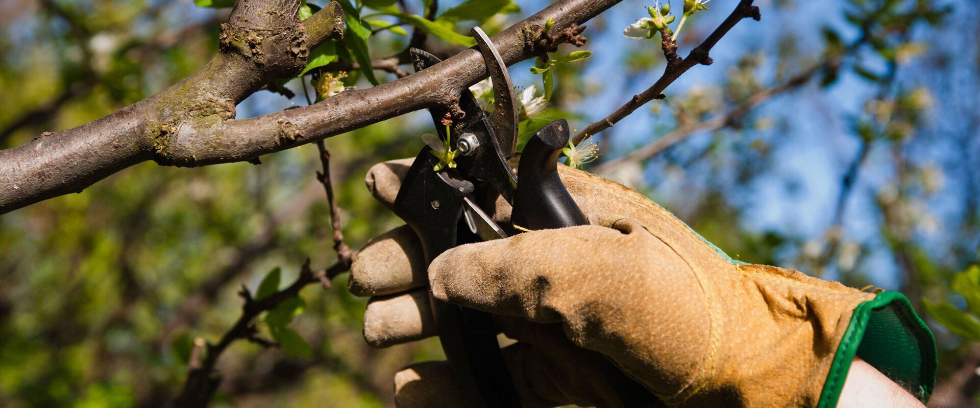 Residential tree pruning