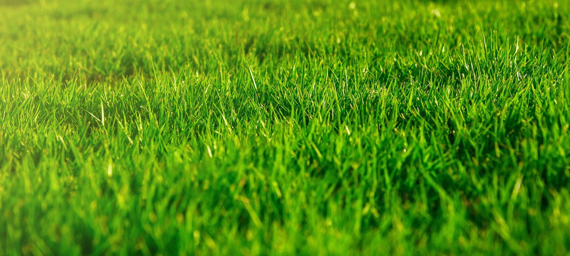 Residential healthy lawn