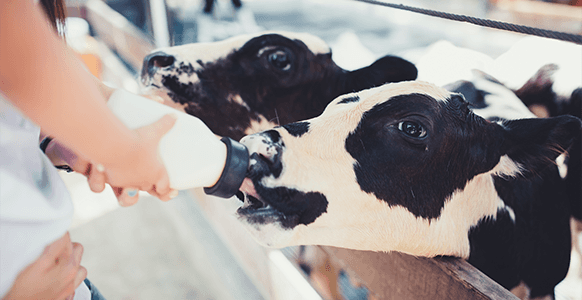 Milk feeding of a calf