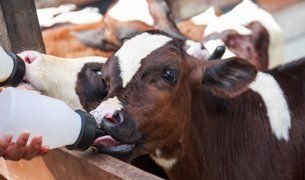 Milk feeding of a calf