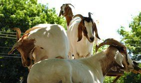 Goats in the farm